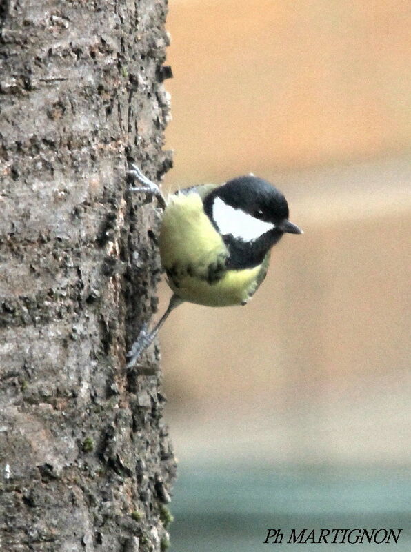 Great Tit, identification