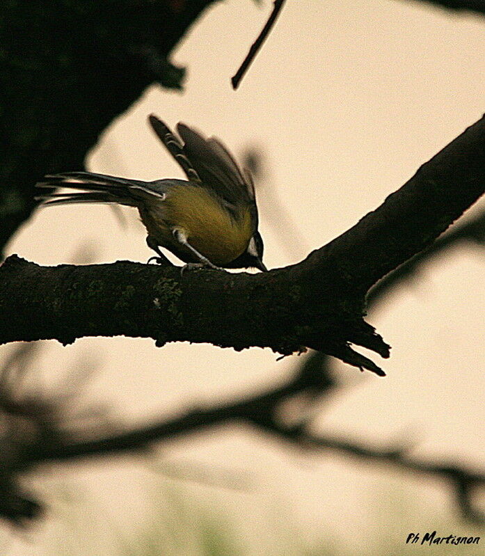 Great Tit, identification