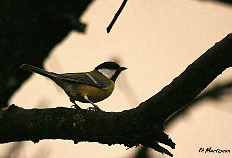 Mésange charbonnière, identification