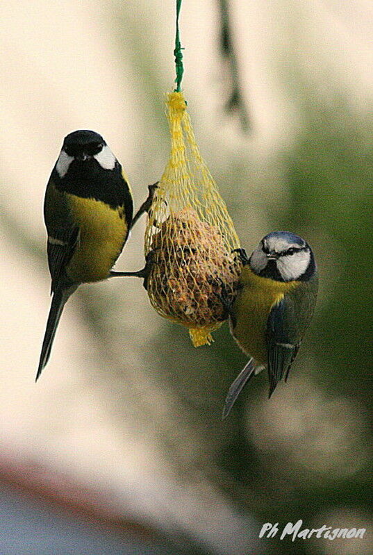 Mésange charbonnière, identification, régime