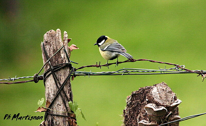 Great Tit