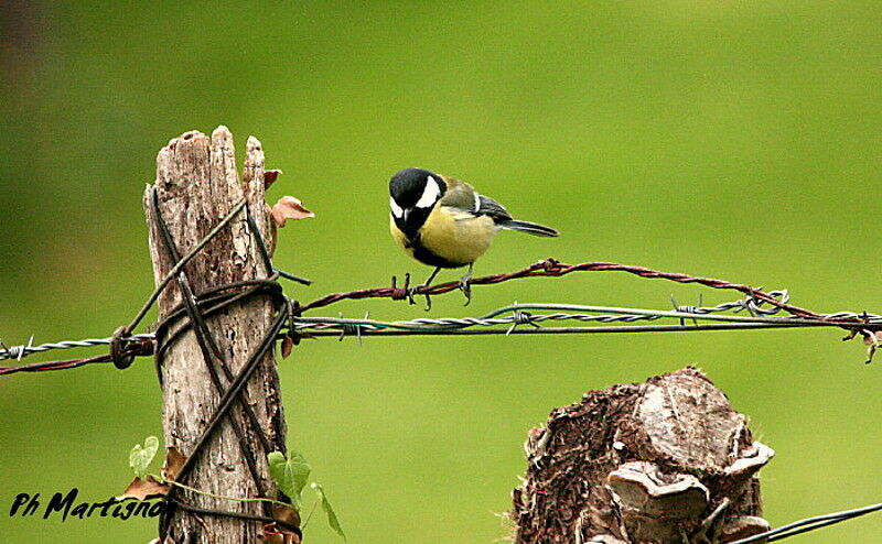 Great Tit