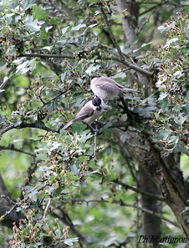 Coal Tit