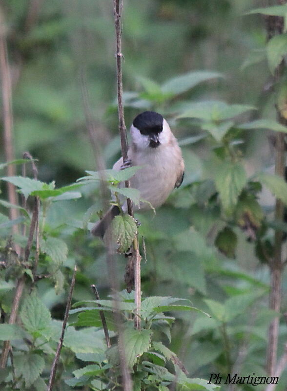 Marsh Tit