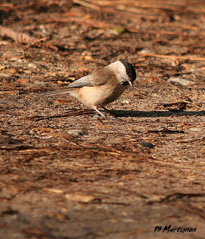 Marsh Tit, identification