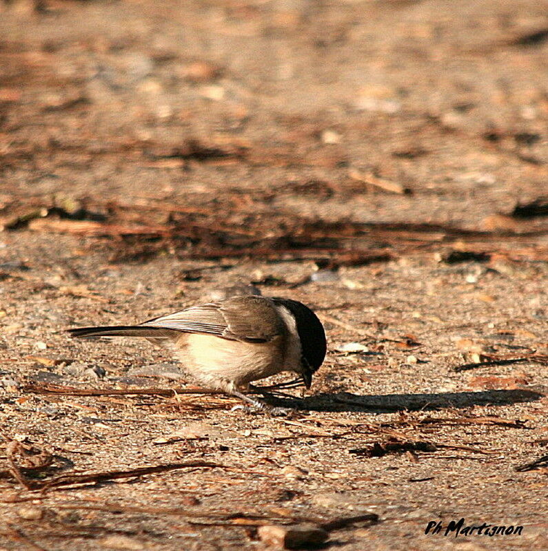 Mésange nonnette, identification