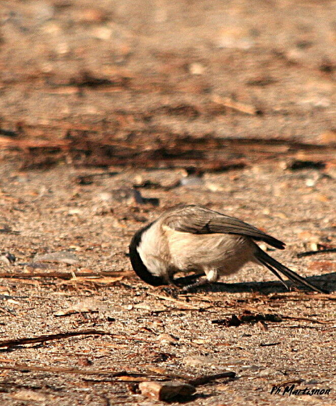 Mésange nonnette, identification