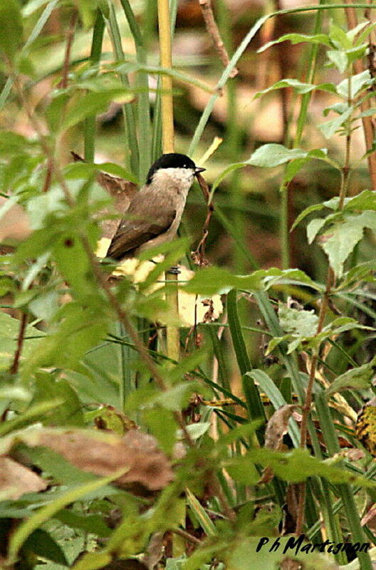 Marsh Tit