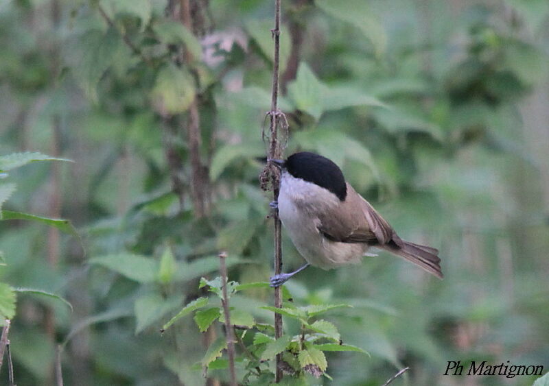 Mésange nonnette