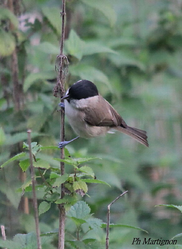 Mésange nonnette