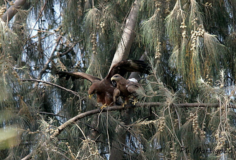 Yellow-billed Kiteadult, mating.