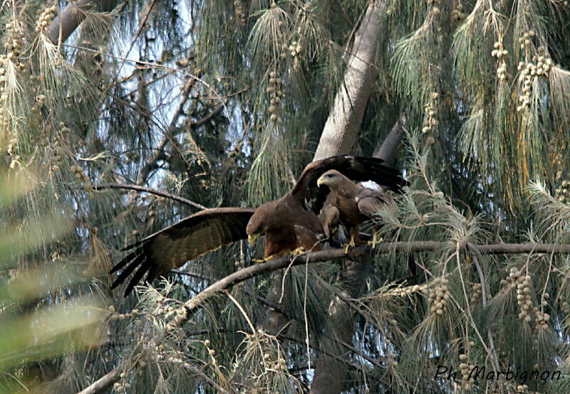 Yellow-billed Kiteadult, mating.