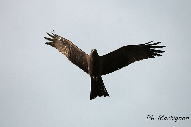 Yellow-billed Kite, Flight