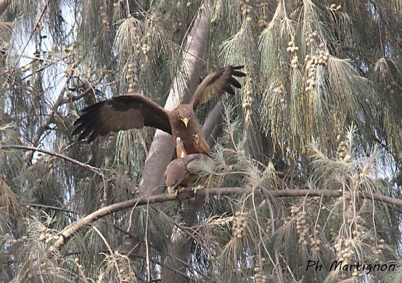 Yellow-billed Kiteadult, mating.