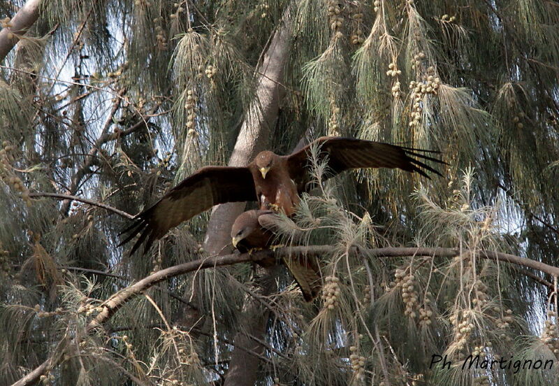 Yellow-billed Kiteadult, mating.