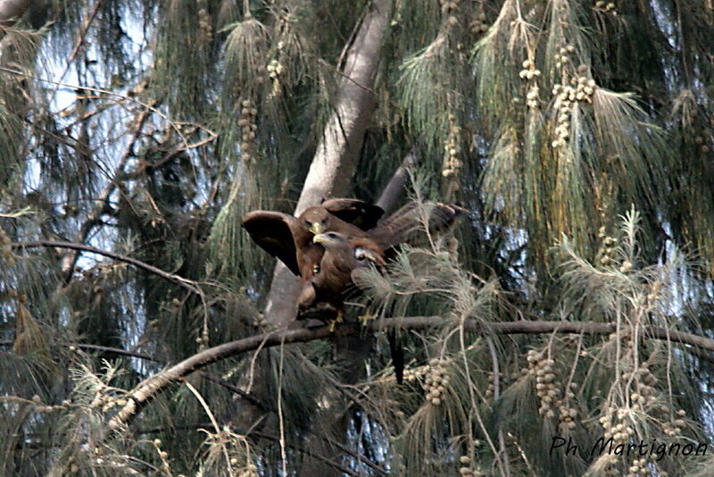 Yellow-billed Kiteadult, mating.