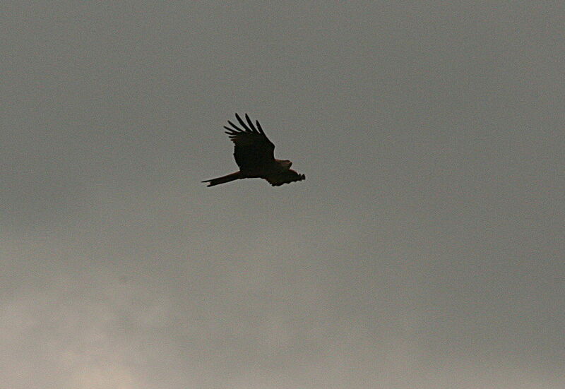 Black Kite, Flight