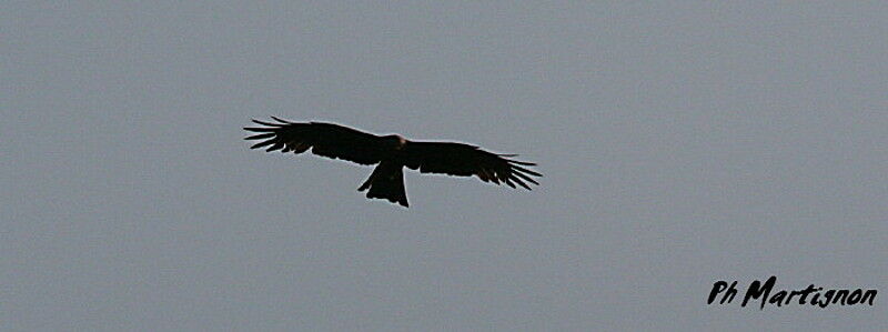 Black Kite