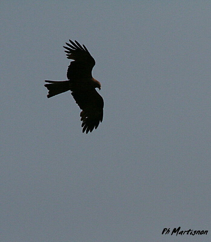 Black Kite