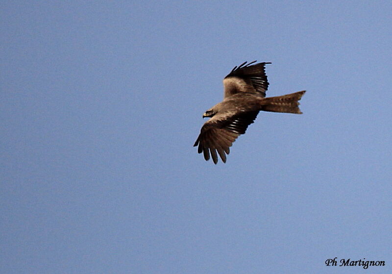 Black Kite