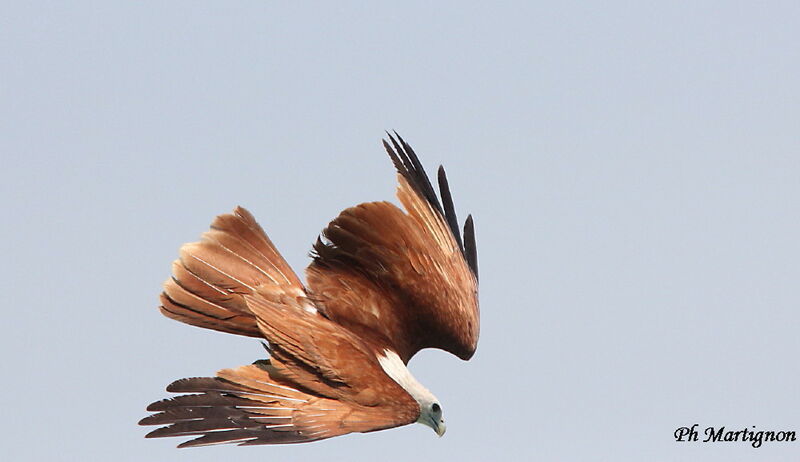 Brahminy Kite