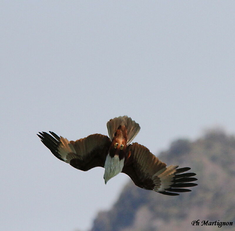 Brahminy Kite