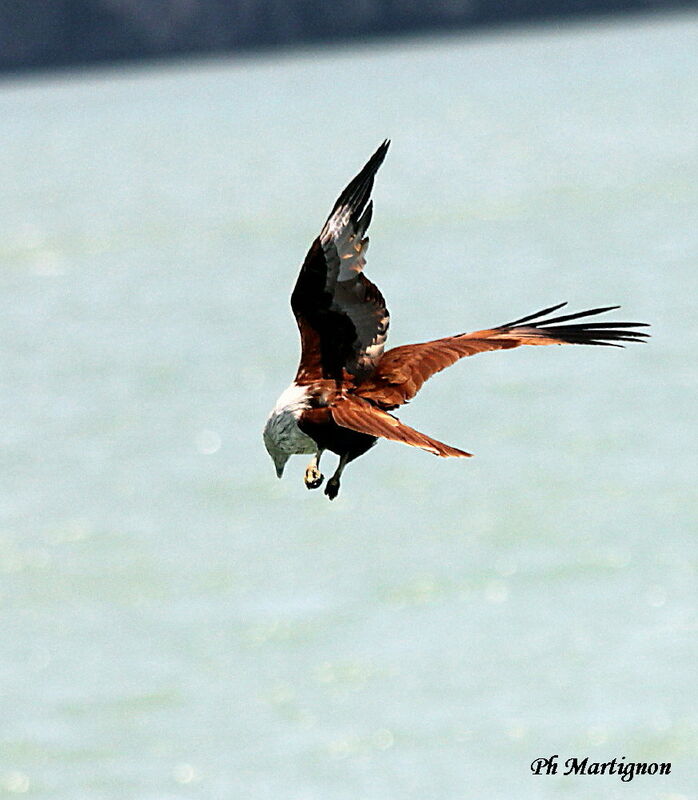 Brahminy Kite