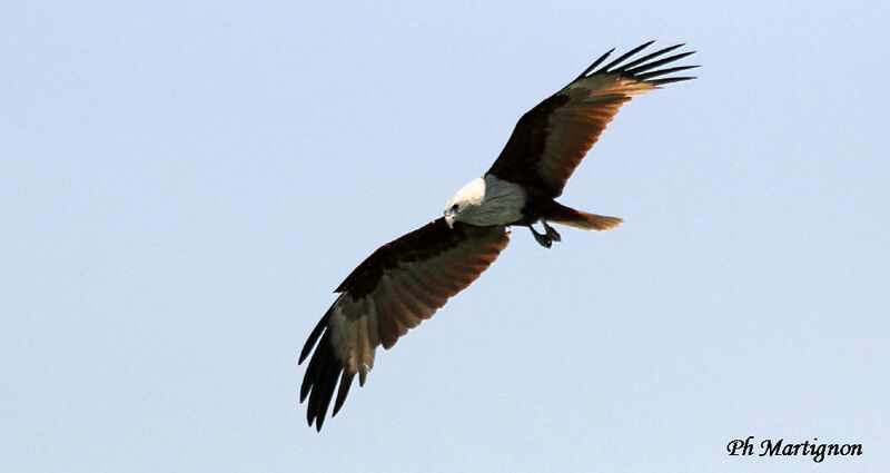 Brahminy Kite