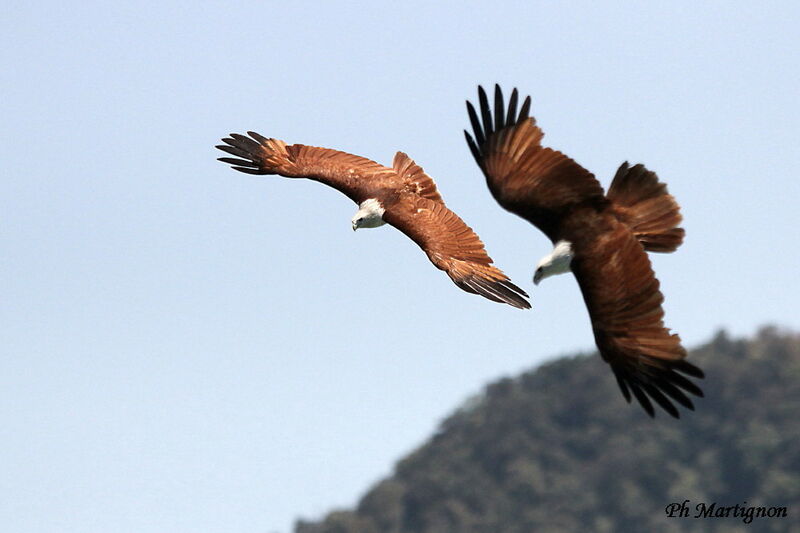 Brahminy Kite