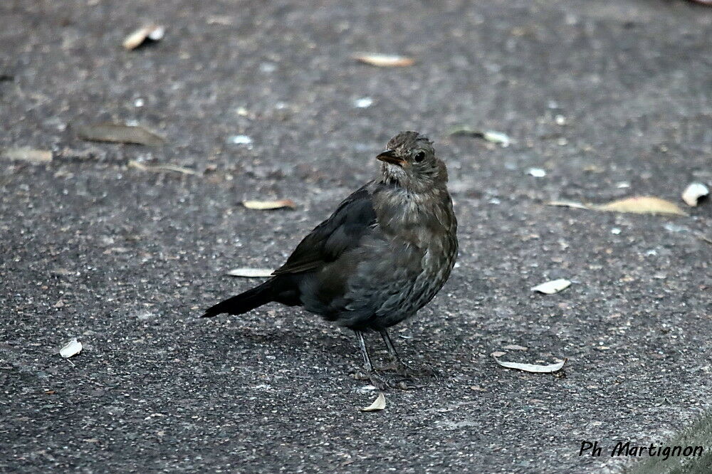 Miro de Tasmaniejuvénile