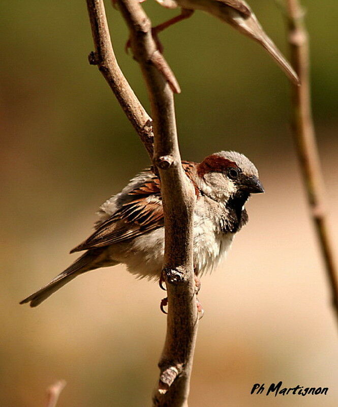 House Sparrow male