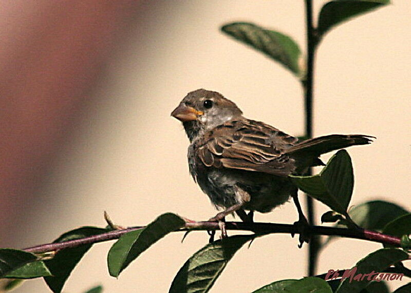 Moineau domestique femelle