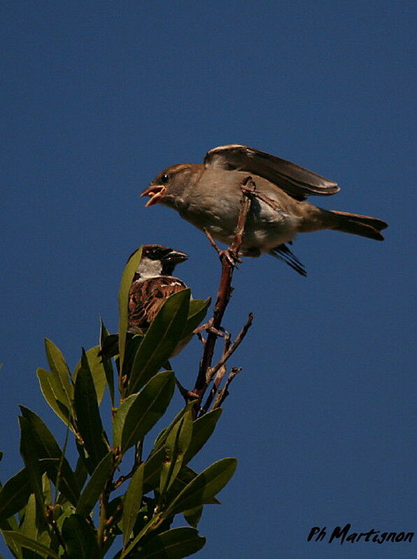 House Sparrow