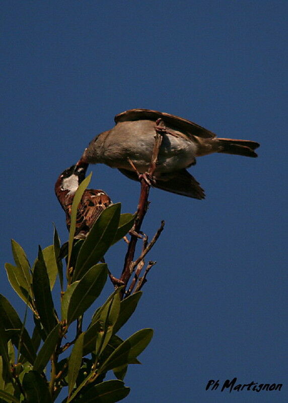 Moineau domestique