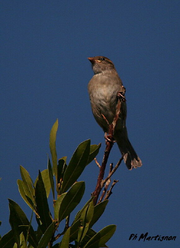 Moineau domestique