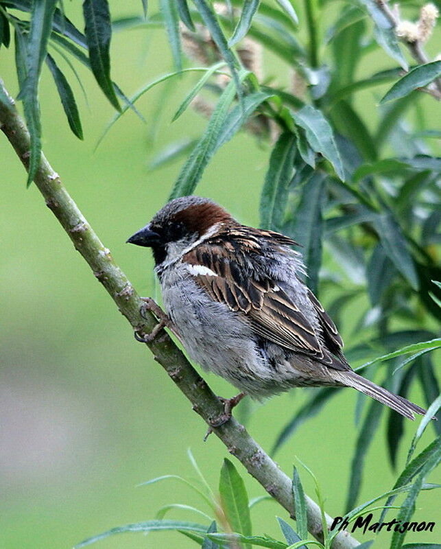 House Sparrow