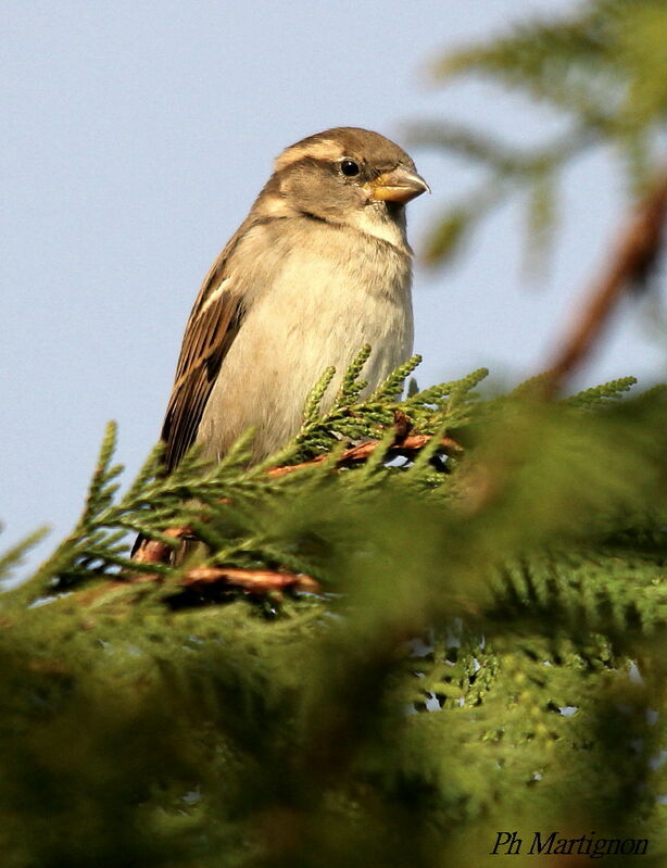 Moineau domestique femelle, identification