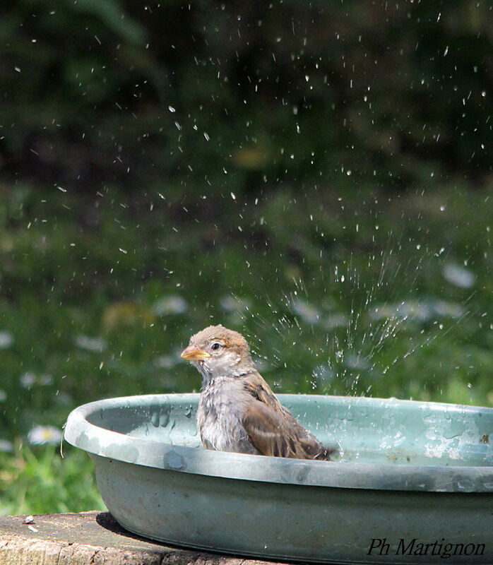 House Sparrowimmature, identification, Behaviour