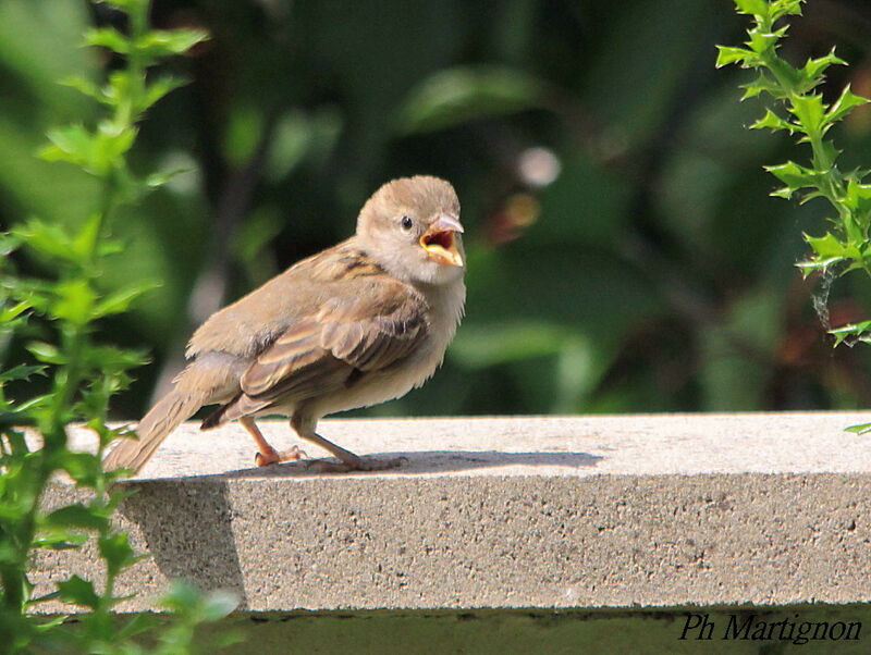 Moineau domestiqueimmature, identification