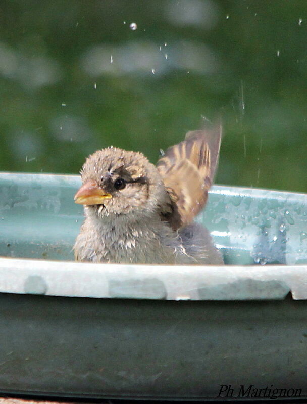 Moineau domestiqueimmature, identification, Comportement