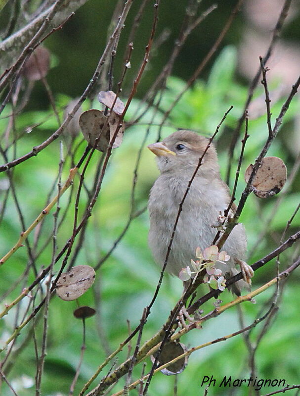 House Sparrow, identification