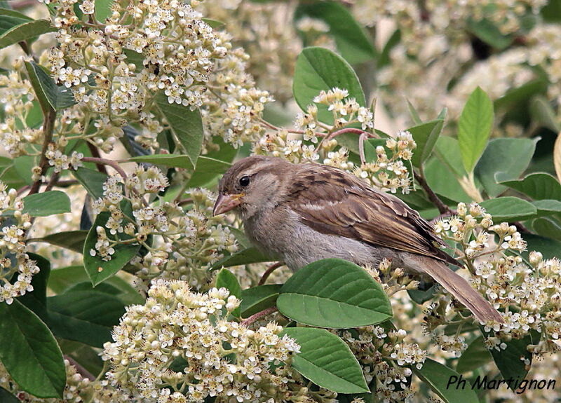 Moineau domestique, identification