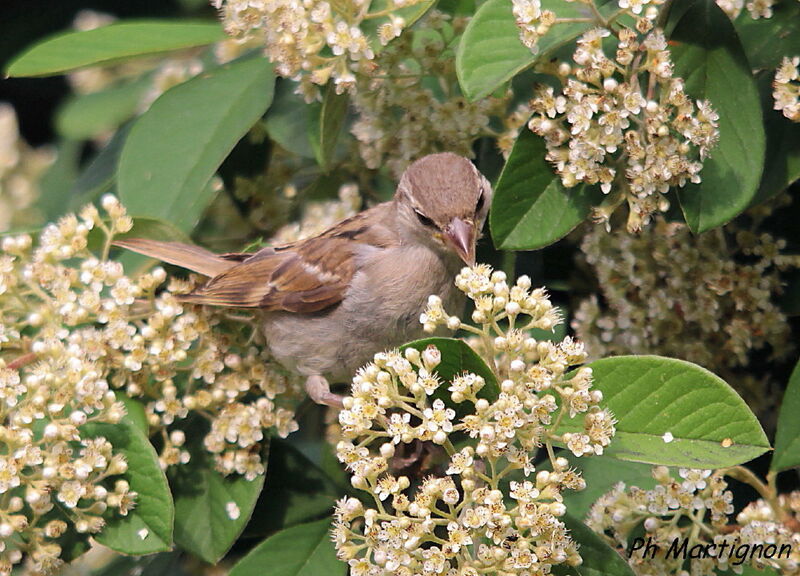 House Sparrow, identification, eats