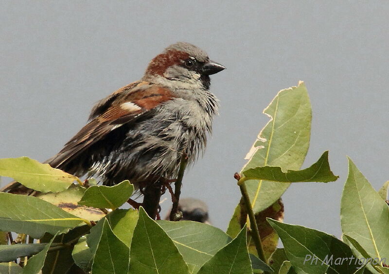 House Sparrow male, identification