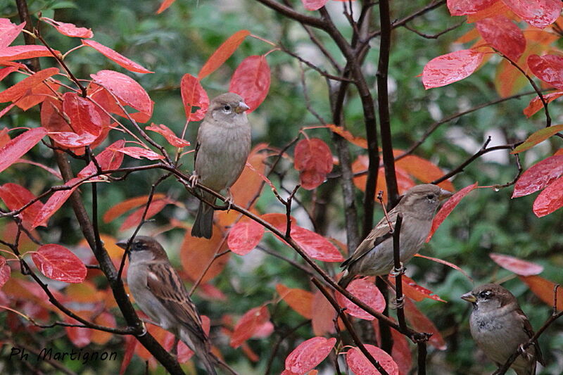 House Sparrow