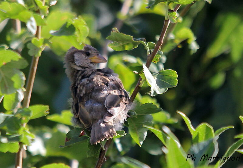 House Sparrow