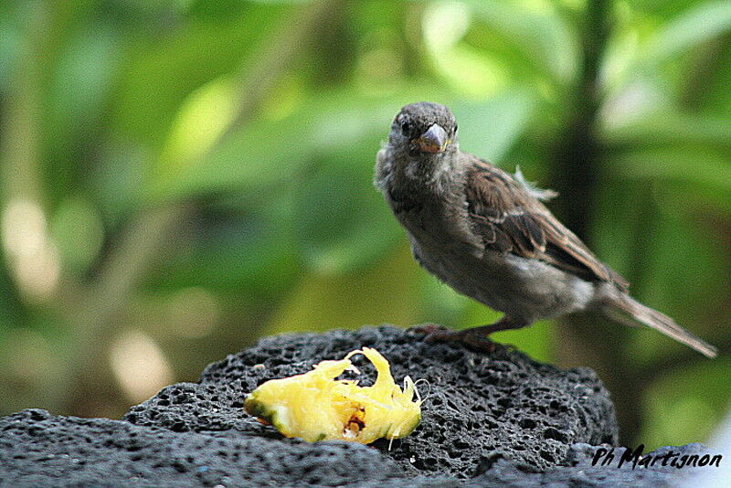 Moineau domestique, identification