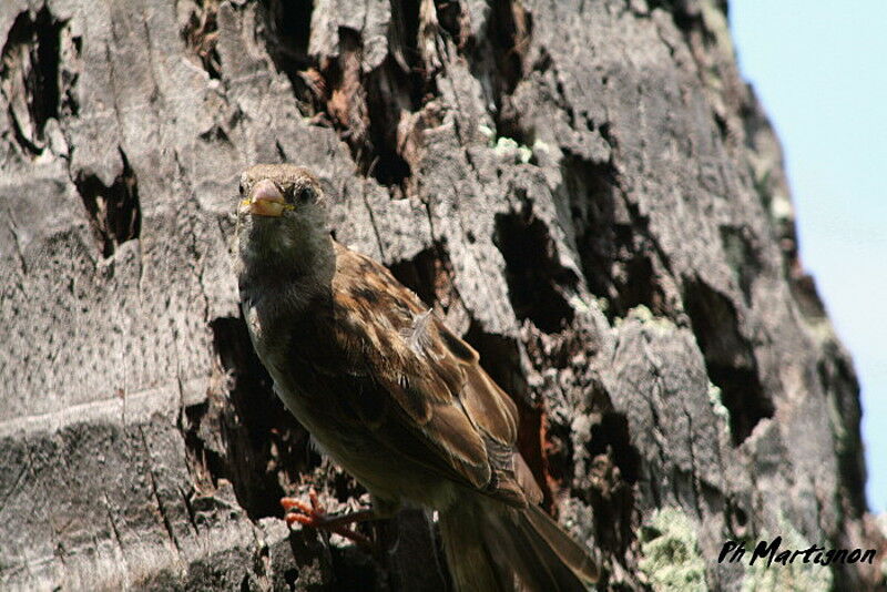 Moineau domestique, identification