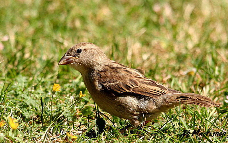 House Sparrow female, identification