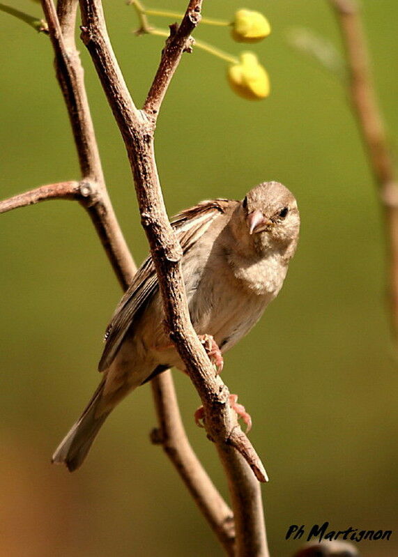 House Sparrow female